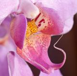 Orchid