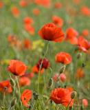 Corn poppies II