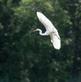 great egret-6470.jpg