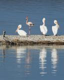 Flamingo and pelicans_4432.jpg