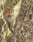 golden fronted woodpecker  _5328.jpg