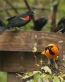 altamira oriole redwing blackbird _5101.jpg