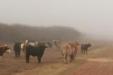 cattle in mist 3903.jpg