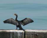 cormorant 4088.jpg