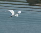 great egret flying 4156.jpg