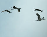 Sandhill cranes -4715.jpg