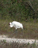 whooping crane 4214.jpg