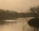 coots at  dawn _5686.jpg