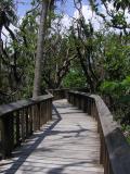 Boardwalk - Gumbo Limbo Trees