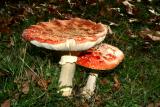 Red Toadstools 002.jpg