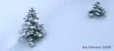 big tree, little tree