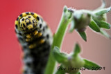 the chomper- mullein moth caterpillar