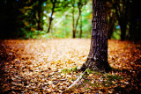 here comes autumn ....
