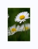 oops a daisy...