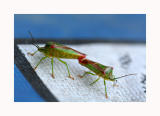 even ugly bugs do it.!