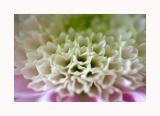sweet smell