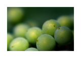a bumper crop