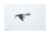 seagull......