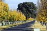 Napa Winery Entrance