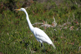 Egret