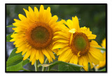 aug 23 sunflowers