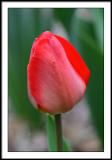 apr 20 tulip one