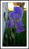may 20 iris