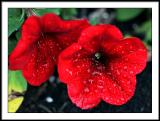 may 25 red petunias