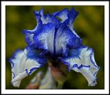 may 28 more blue iris