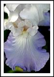 may 31 blue iris