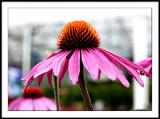 Lowes Coneflowers