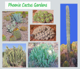 PB Phoenix Cactus Gardens collage.jpg