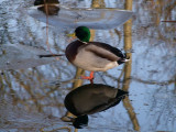 Cold Feet