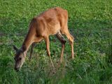 Cautiously Grazing_re.jpg