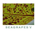 SEAGRAPES V