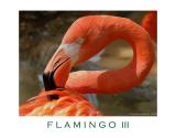 FLAMINGO III