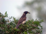 Brown Jay