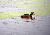African Pygmy-Goose