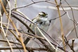 White-throated Sparrow (Zonotrichia albicollis), juvenile, Discovery Center, Stratham, NH