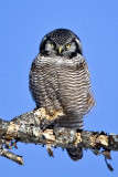 Northern Hawk Owl (Surnia ulula), Center Harbor, NH