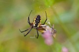 Yellow Garden Spider (Argiope aurantia), Newton, NH