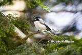 Black-capped Chickadee, East Kingston, NH - April 2006