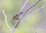 Swamp Sparrow, Brentwood, NH - May 2006