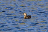Pied-billed Grebe (Podilymbus podiceps), Brentwood Mitigation Area, Brentwood, New Hampshire.