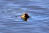 Snapping Turtle (Chelydra sepentina), Squamscott River, Exeter, NH