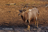 Nyala <i>(Tragelaphus angasii)</i>