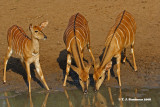 Nyala (Tragelaphus angasii)