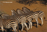 Burchells Zebra <i>(Equus quagga burchelli)</i>