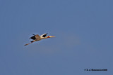 Yellow-billed Stork <i>(Mycteria ibis)</i>