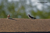 Wire-tailed Swallow <i>(Hirundo smithii)</i>